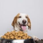Hungry white and brown dog with big ears and brown eyes ready to eat a bowl full of food
